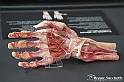 VBS_3079 - Articolazioni della mano - Mostra Body Worlds
